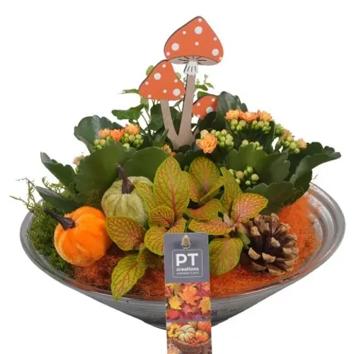 Kal.Arr PTHG3328 Herbst T26 H022