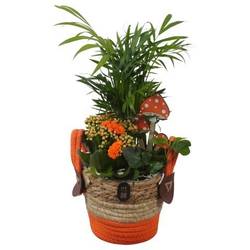 Chamaed.Arr PTHI3299 Herbst T14 H036