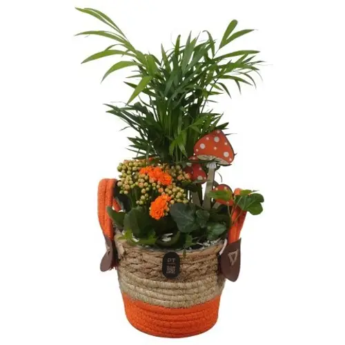 Chamaed.Arr PTHI3299 Herbst T14 H036
