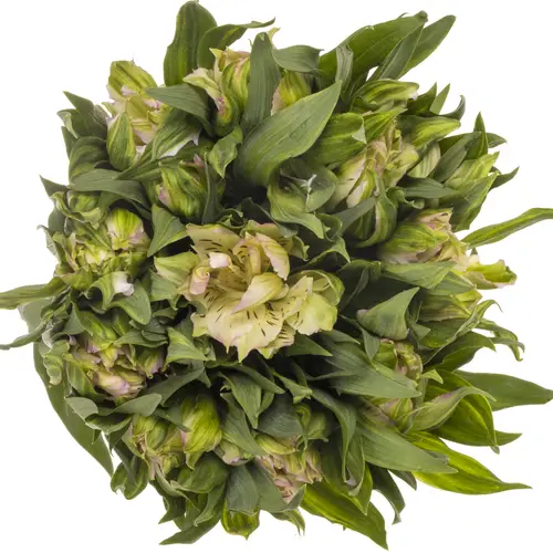 Alstroemerie rosa astronova thabit 60 gramm