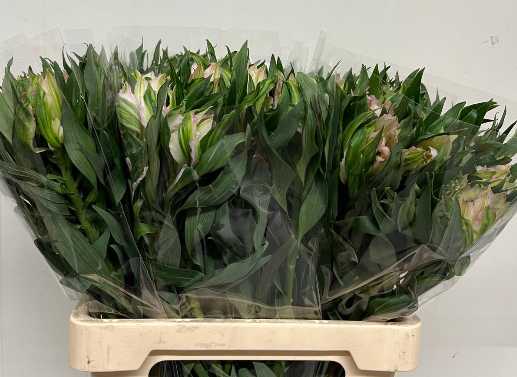 Alstroemerie rosa astronova thabit 60 gramm