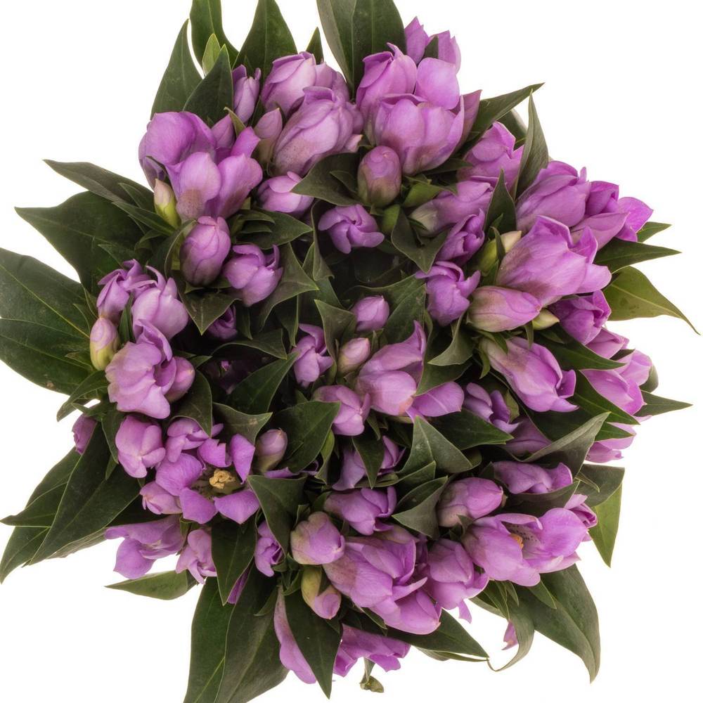 Enzian rosa Pink Ashiro 40cm