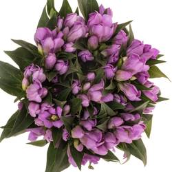 Enzian rosa Pink Ashiro 40cm