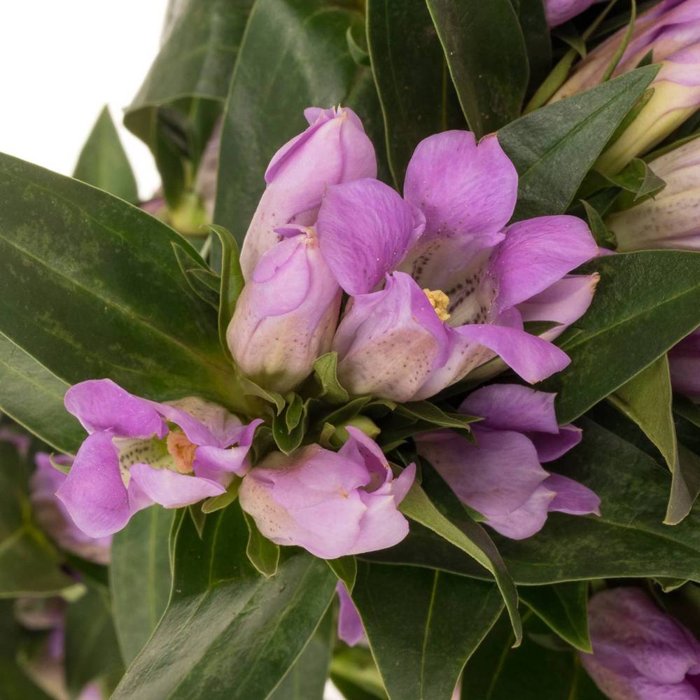 Enzian rosa Pink Ashiro 40cm