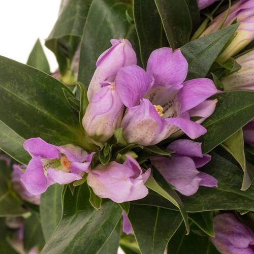 Enzian rosa Pink Ashiro 40cm