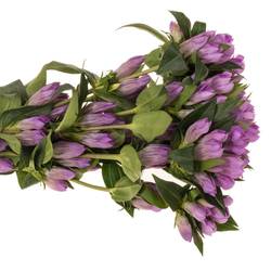 Enzian rosa Pink Ashiro 40cm