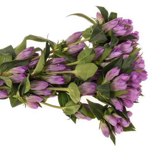 Enzian rosa Pink Ashiro 40cm