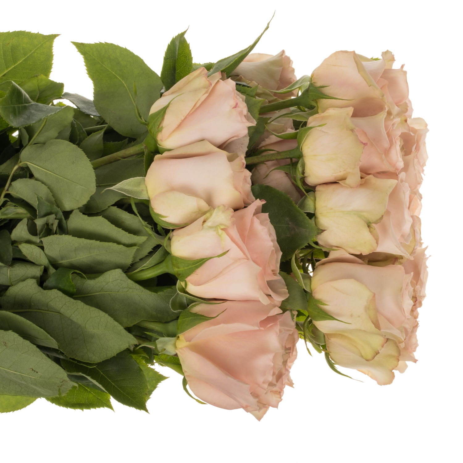 Rose apricot Quicksand 50cm