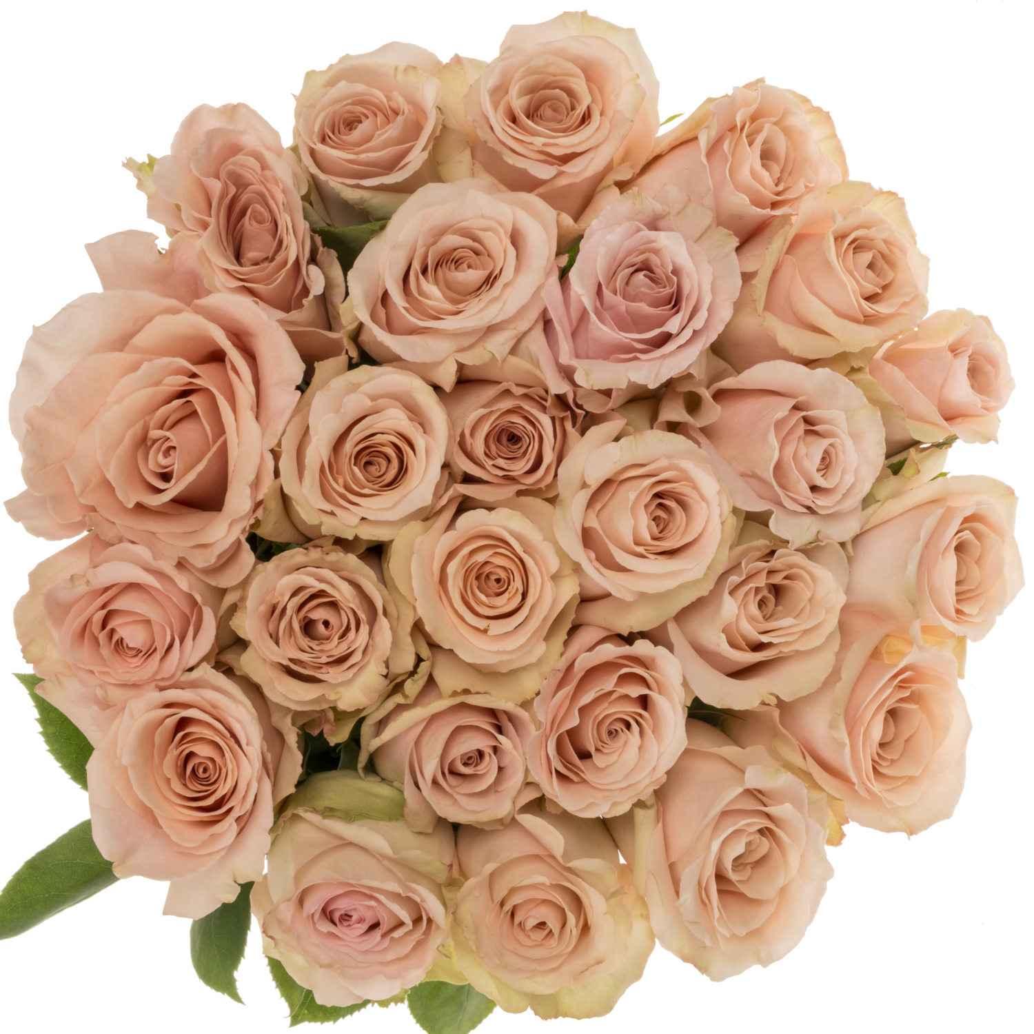 Rose apricot Quicksand 50cm