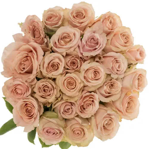 Rose apricot Quicksand 50cm