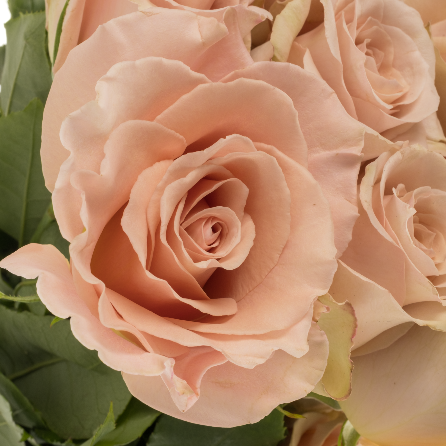 Rose apricot Quicksand 50cm