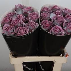 Rose milka/rot Wachs Silverado Avalanche 60cm