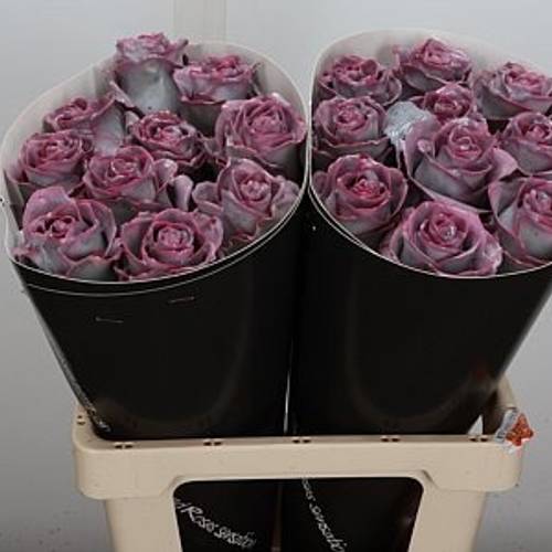 Rose milka/rot Wachs Silverado Avalanche 60cm