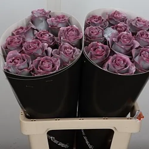 Rose milka/rot Wachs Silverado Avalanche 60cm