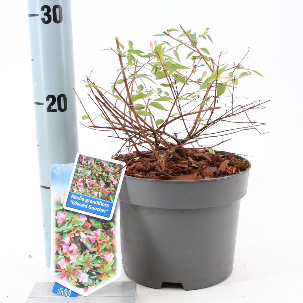 Abelia rosa Edward Goucher T17 H25