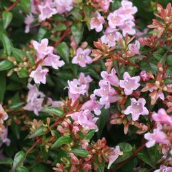 Abelia rosa Edward Goucher T17 H25