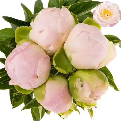 Pfingstrose rosa Miss America X10 60cm