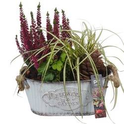 Garten.Arr PTHO4112 Herbst T24 H030