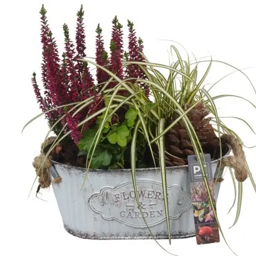 Garten.Arr PTHO4112 Herbst T24 H030