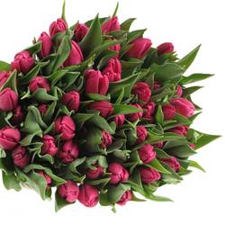 Tulpe lila doppel Princess 26 Gramm