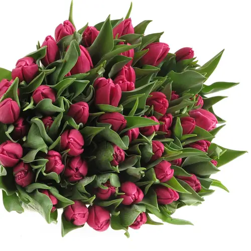 Tulpe lila doppel Princess 26 Gramm