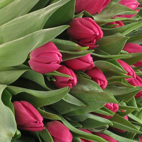 Tulpe lila doppel Princess 26 Gramm