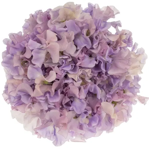 Wicken lila Pearlescent Pink 40cm