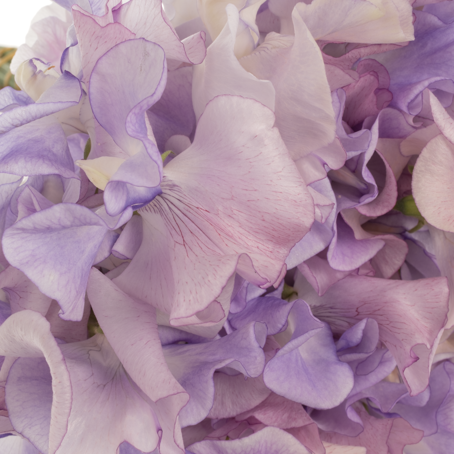 Wicken lila Pearlescent Pink 40cm