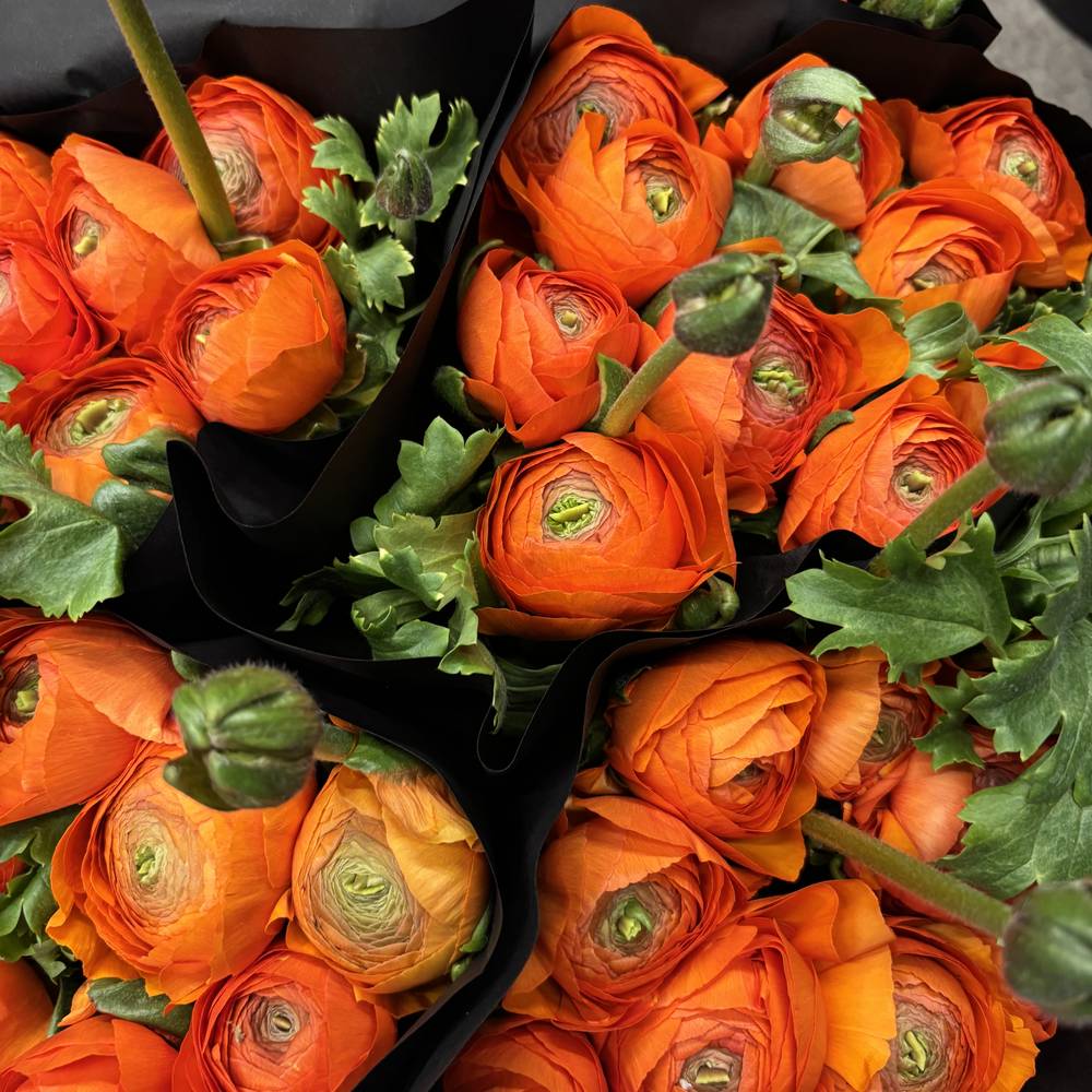 Ranunkel orange Cloni Scuro 45cm