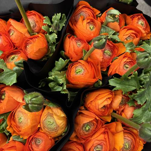 Ranunkel orange Cloni Scuro 45cm