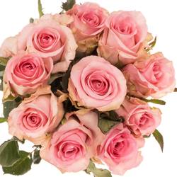 Rose rosa Jessika 40cm