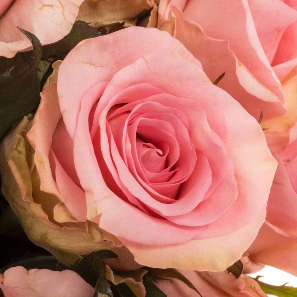 Rose rosa Jessika 40cm