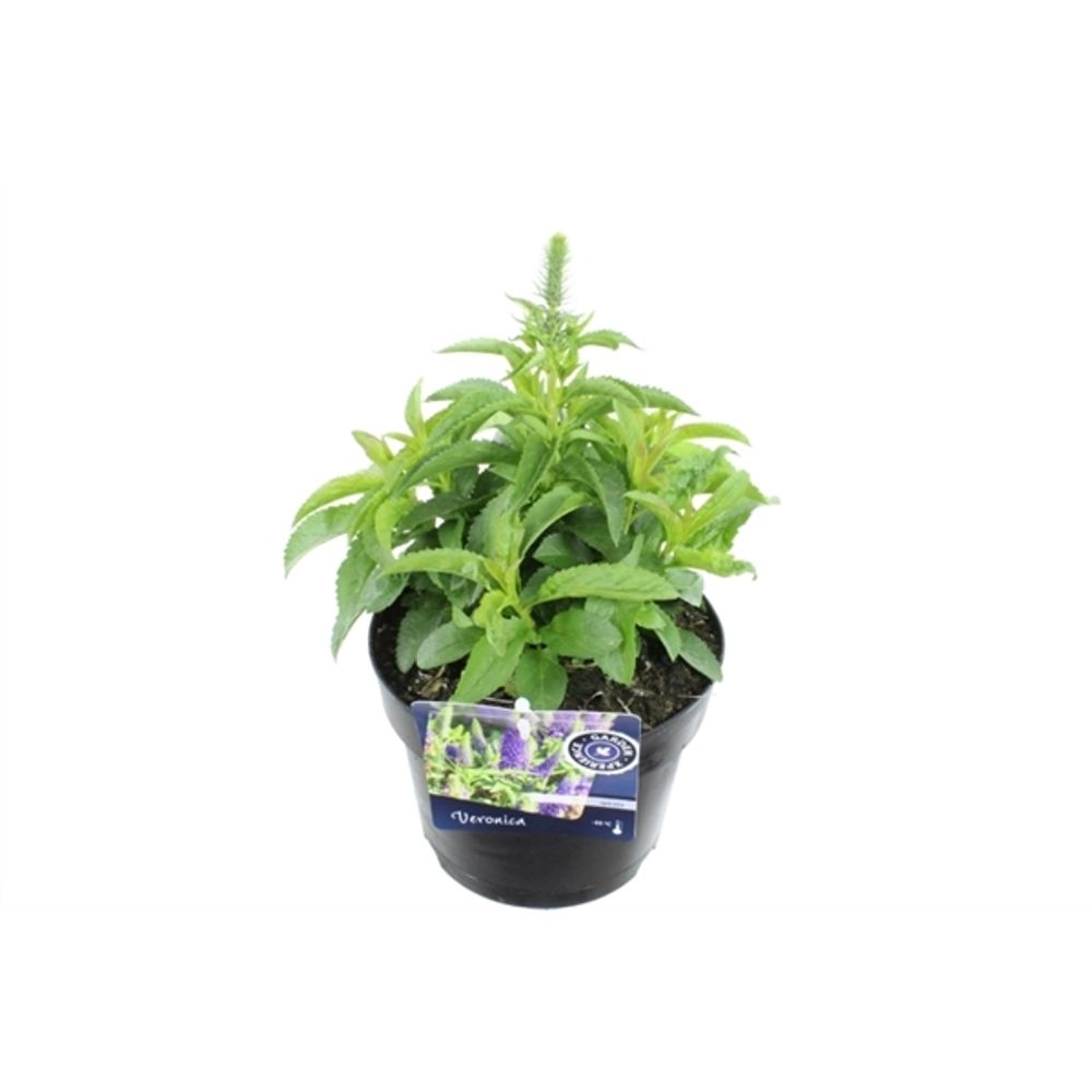 Veronica Spicata T17 H40 blau