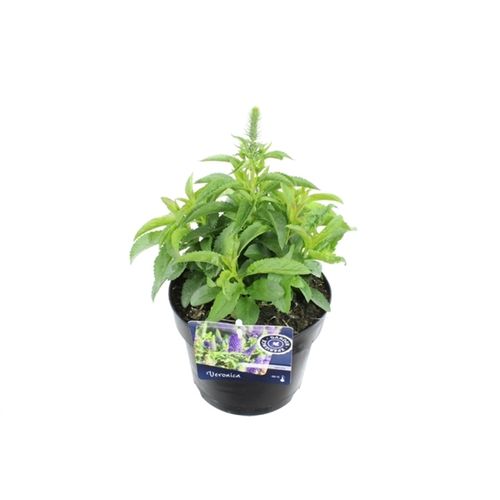 Veronica Spicata T17 H40 blau