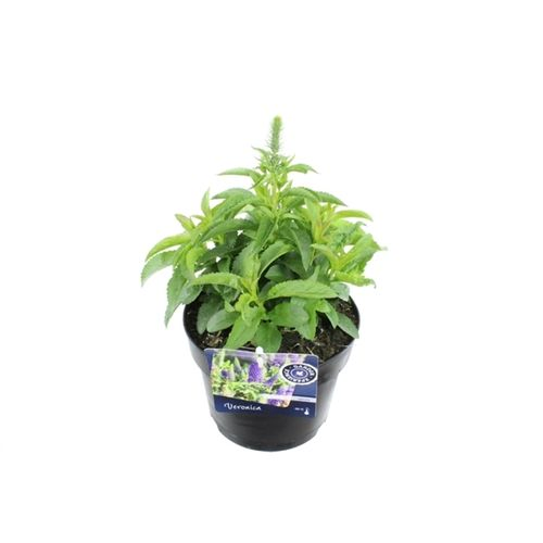 Veronica Spicata T17 H40 blau