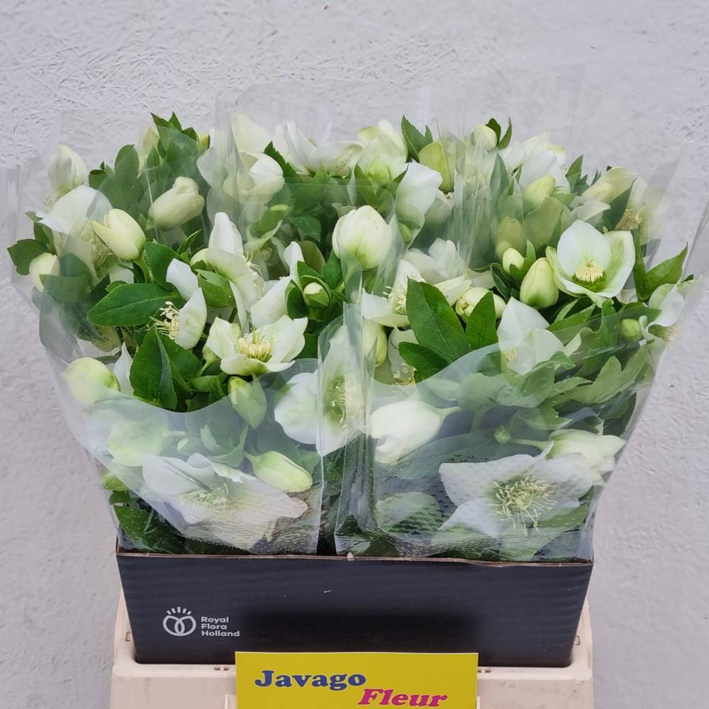 Helleborus weiss Queens White 45cm x15