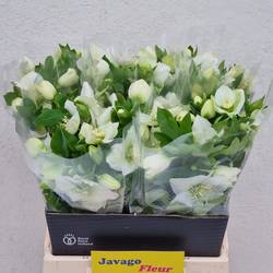 Helleborus weiss Queens White 45cm x15