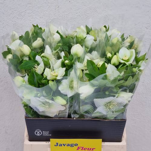 Helleborus weiss Queens White 45cm x15