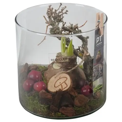 Amaryl.Arr PTAA7589 rote Bl. T15 H021