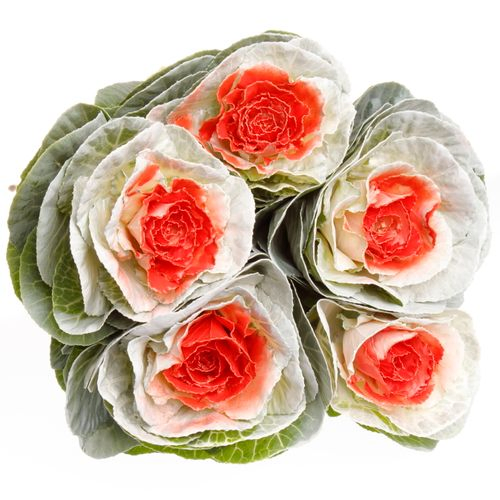 Zierkohl weiss/rot gefärbt 60cm