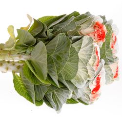 Zierkohl weiss/rot gefärbt 60cm