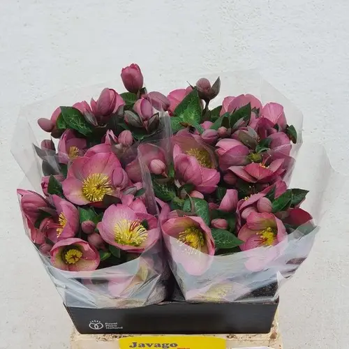 Helleborus rosa Penny s Pink 45cm