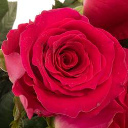 Rose rosa Gotcha (Ec) 60cm