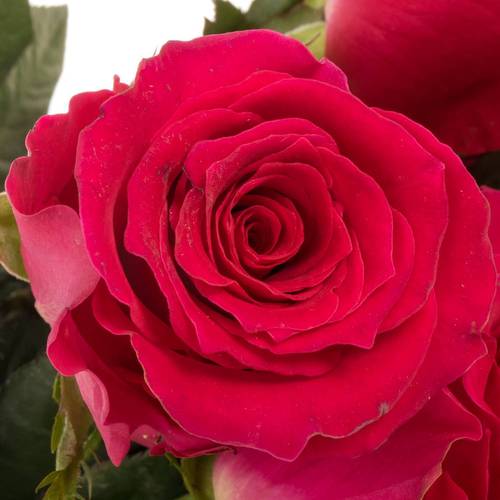 Rose rosa Gotcha (Ec) 60cm