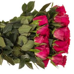 Rose rosa Gotcha (Ec) 60cm