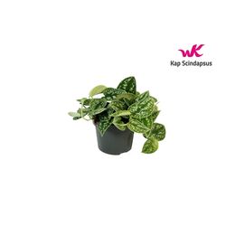 Scindapsus Pictus T12 H15