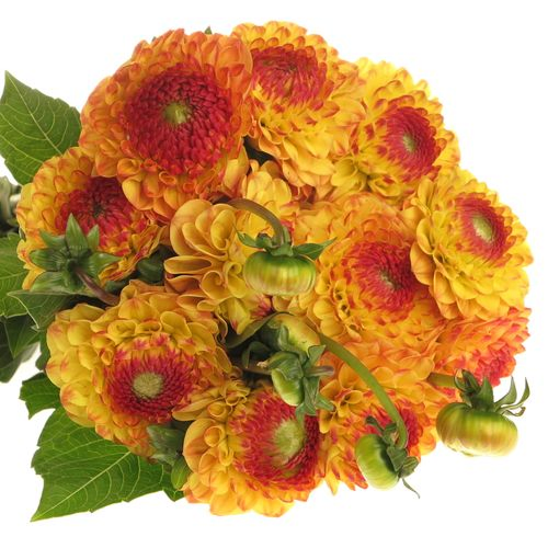 Dahlia gelb/orange Sunny Boy 50cm
