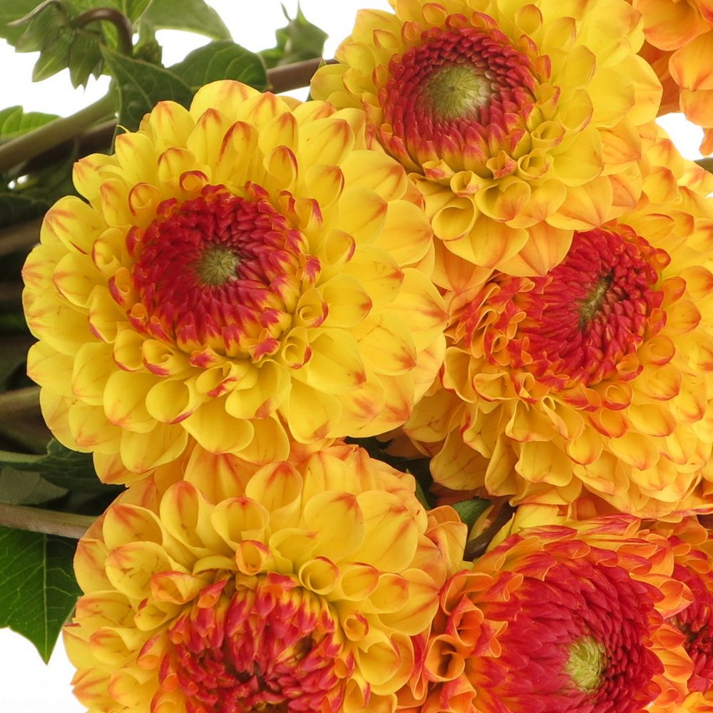 Dahlia gelb/orange Sunny Boy 50cm