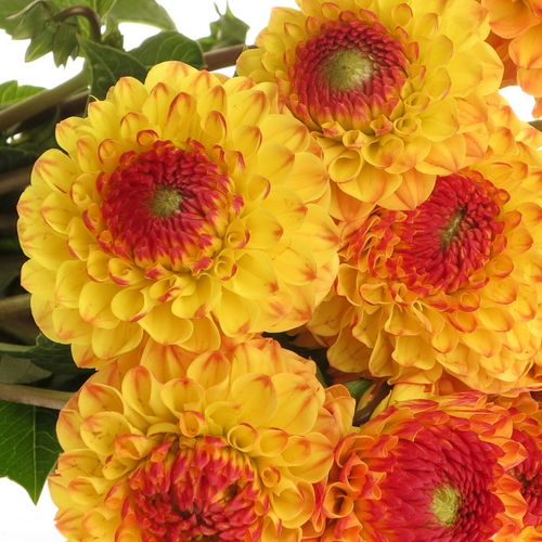 Dahlia gelb/orange Sunny Boy 50cm