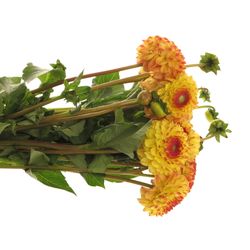 Dahlia gelb/orange Sunny Boy 50cm